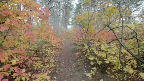 Moving along path in autumn forest 库存影片 304743464