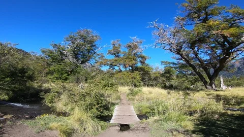 Moving along path between trees, grasses and shrubs 스톡 동영상 91561846