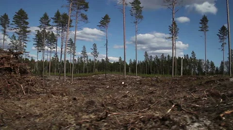 Moving along pine forest clear cut. Stock Footage 64567652