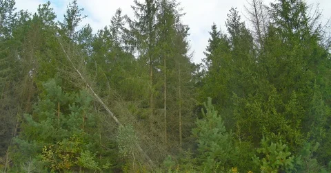 Moving along pine forest. Driving near. Cloudy. Stock Footage 79858533