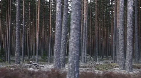 Moving along pine forest. Vídeos de archivo 64567660