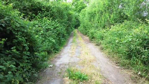 Moving along a small path with trees to the left and right Stock Footage 345759621