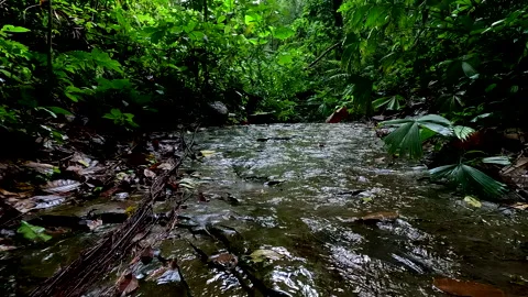 Moving along a small tropical cascade making for a tropical nature background Video stock 336924833
