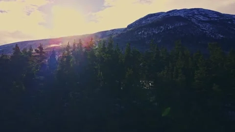 Moving along tree tops in an alpine forest at dusk Stock Footage 142784545