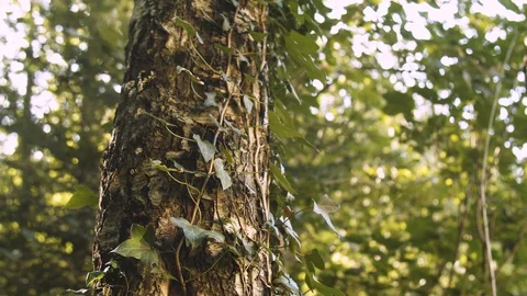 Moving Up Along Tree Trunk Covered with Branches and Green Leaves in the Woods Vídeos de archivo 129332424