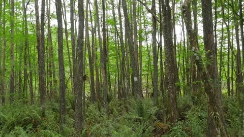 Moving Along Trees In A Florida Marsh 03 Video stock 75244743