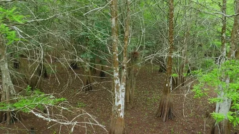 Moving Along Trees In A Florida Slough Marsh 02 Stock Footage 75244789