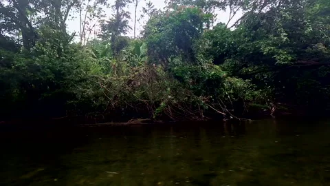 Moving along a tropical river with alongside many banana plants Vidéo 336919890