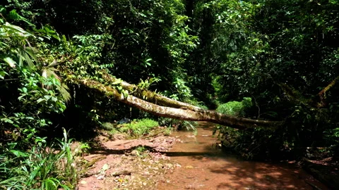 Moving along a tropical stream with a fallen tree, vines and butterflies Stock Footage 234961470