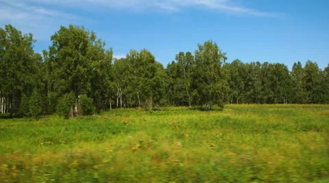 Moving along a wild fields and forest (POV) Видео 53318461