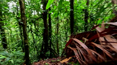 Moving alongside a tree root rooted in the ground Stock Footage 336917266