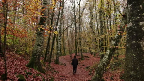 Moving Among the Beech Trees Field in Autumn Stock Footage 143532561
