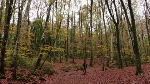 Moving Among the Beech Trees Field in Autumn Stock Footage 143532747