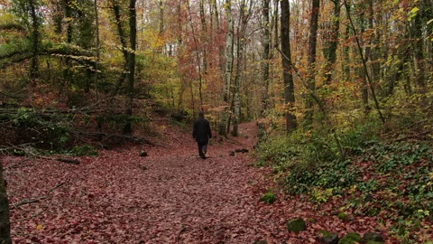Moving Among the Beech Trees Field in Autumn Stock Footage 143532775