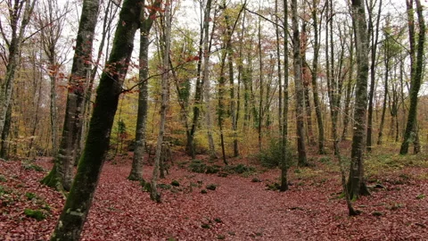 Moving Among the Beech Trees Field in Autumn Stock Footage 143533293