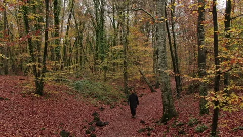 Moving Among the Beech Trees Field in Autumn Stock Footage 143533374