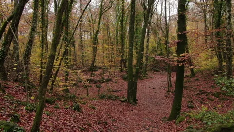 Moving Among the Beech Trees Field in Autumn Stock Footage 146518832