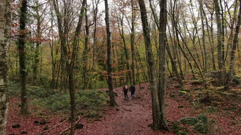 Moving Among the Beech Trees Field in Autumn Stock Footage 146519131