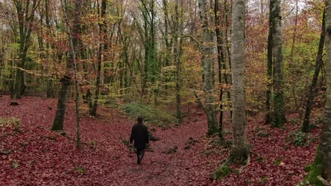 Moving Among the Beech Trees Field in Autumn Stock Footage 146739876