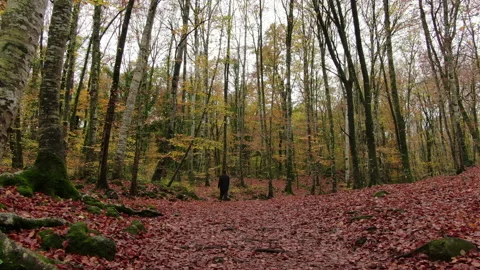 Moving Among the Beech Trees Field in Autumn Stock Footage 146758385