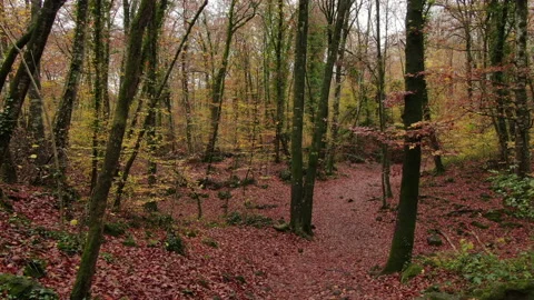 Moving Among the Beech Trees Field in Autumn Stock Footage 146758486