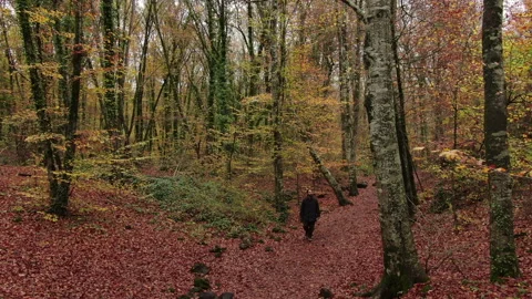 Moving Among the Beech Trees Field in Autumn Stock Footage 146761941