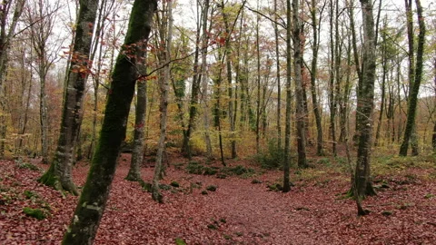 Moving Among the Beech Trees Field in Autumn Stock Footage 146806157