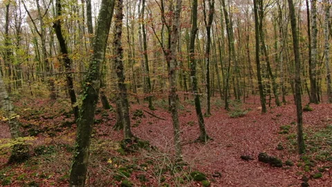 Moving Among the Beech Trees Field in Autumn Stock Footage 146806656