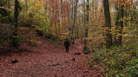 Moving Among the Beech Trees Field in Autumn Stock Footage 146806725
