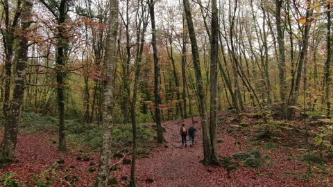 Moving Among the Beech Trees Field in Autumn Stock Footage 146806766