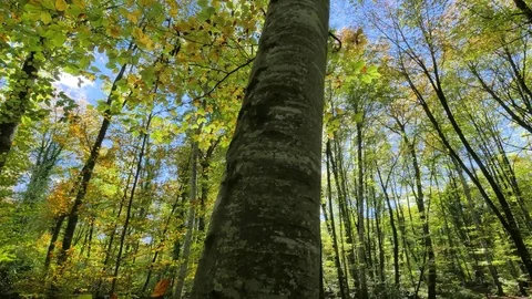 Moving Among the Trunks of the Beech Trees in Fall Stock Footage 70003453