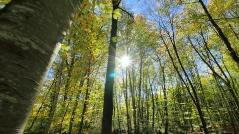 Moving Among the Trunks of the Beech Trees in Fall Video stock 80541411