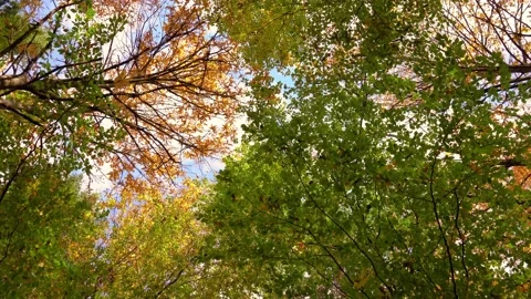 Moving and looking up to mixed trees Stock Footage 166400881