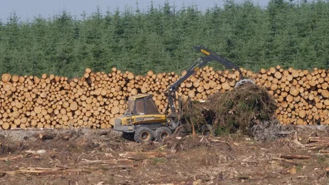 Moving and restacking brash using log loader in clearfell plantation Video stock 108065241