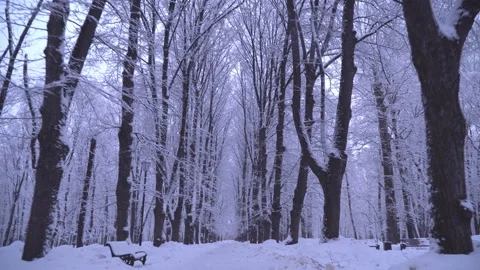 Moving and walking along the alleys of the snow-covered Park Stock Footage 103151453