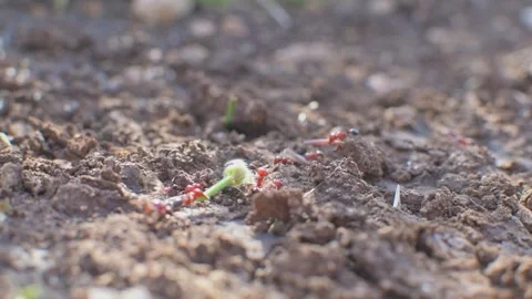 Moving ant colony close up. A big ant drags home a big green flower. Big and Stock Footage 248611020