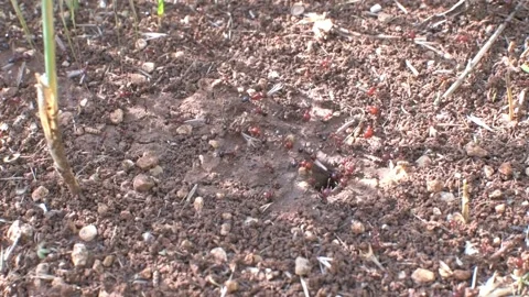 Moving ant colony close up. A big ant drags home a big green flower. Big and Stock Footage 248916808