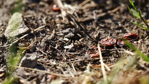 Moving ants close-up 스톡 동영상 115185260