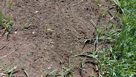 Moving Ants in Slow Motion Stock Footage 274841630