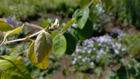 Moving Ants in Slow Motion Stock Footage 274841631
