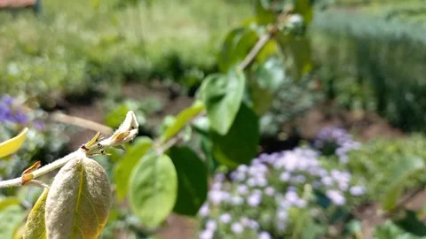 Moving Ants in Slow Motion Stock Footage 274841632
