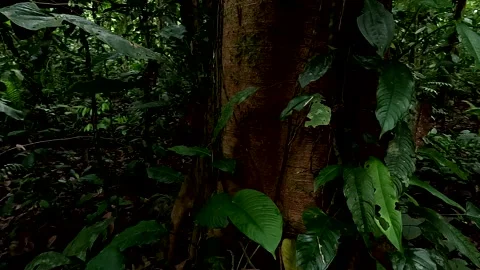 Moving around a beautiful old grown tropical tree trunk; nature background Stock Footage 336929309