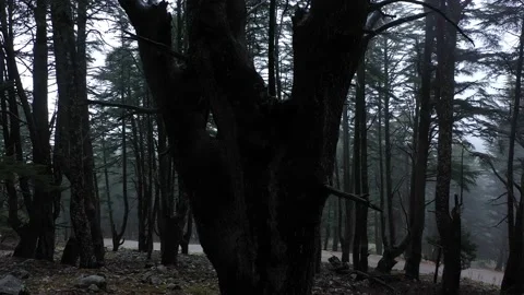 Moving around dark tree trunk in dark mystical forest Vídeo Stock 235343287