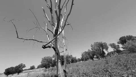 Moving around a dead tree in slow motion and black and white Stock Footage 313317114