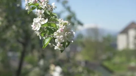 Moving Around Flowering Tree Branch Stock Footage 264278675