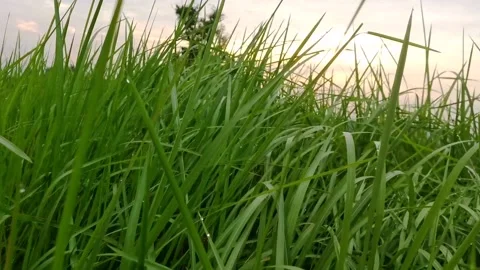 Moving around imperata Stock Footage 137489090