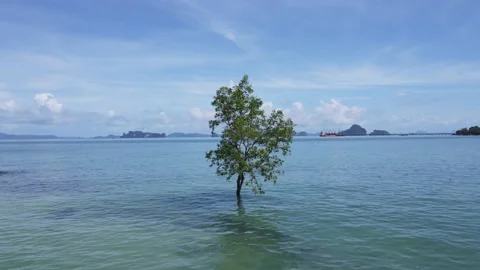 Moving around a lonely tree by drone Stock Footage 194386823