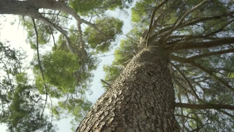 Moving around tall Mediterranean pine trees Stock Footage 160983683