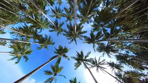 Moving around windy coconut trees with blue sky 100fps slow motion Stock Footage 269353592