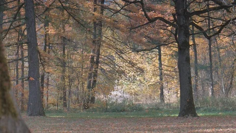 Moving aside with a tree on foreground, transition between plans Video stock 96679429